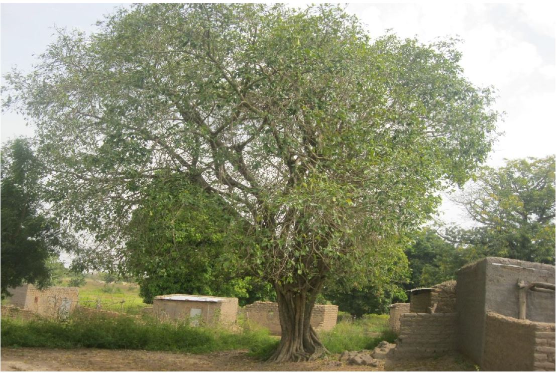 Arbre à palabre, Tiankorodon (village de Ty, commune de Faramana)